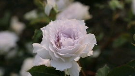 蜂蜜焦糖月季的生长特点