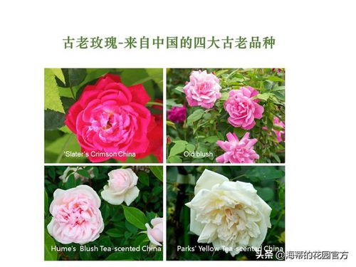 月季与玫瑰：两种花的不同之处