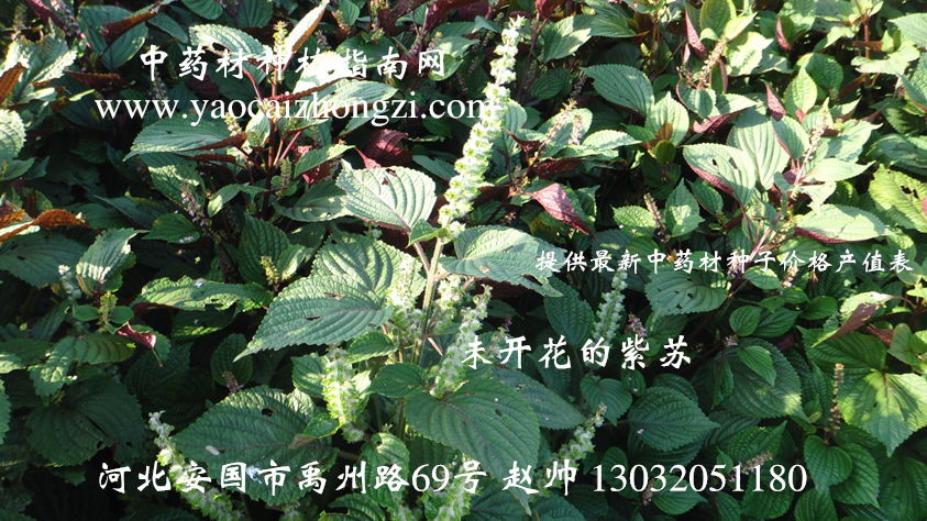 紫苏种植小记：播种与养护， 一步一情