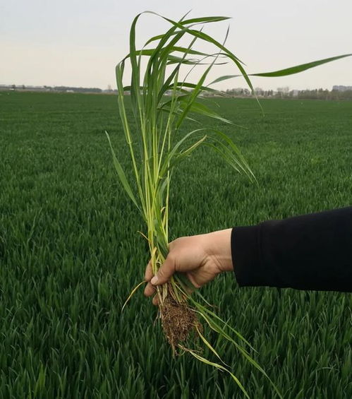 条锈病， 得用三唑类和甲氧基丙烯酸酯类杀菌剂