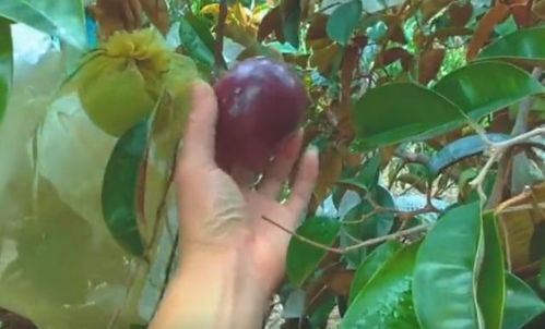 星苹果的引进之路