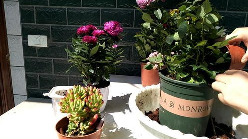 重庆气候与花卉