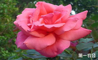 月季嫁接入门：割芽篇