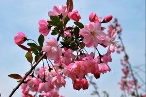 海棠花冬天为何黄叶？