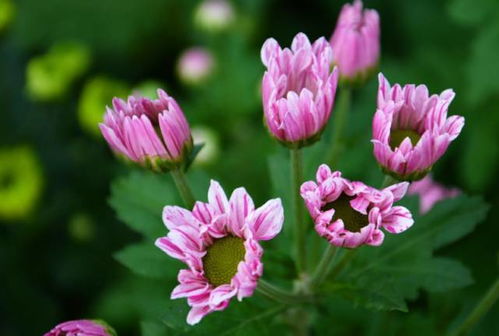 狗牙花蕾为何提前脱落？花中秘密何在
