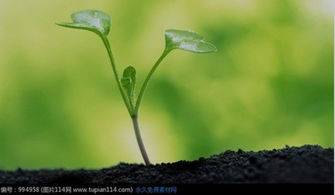 阿斯匹林浇花？了解其优缺点