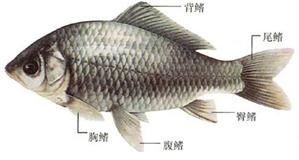 鱼生活在水中，用鳃呼吸