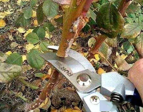 修剪，月季的“美容术”