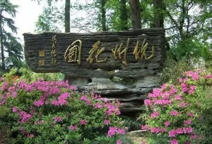 桂花——秋天的香气