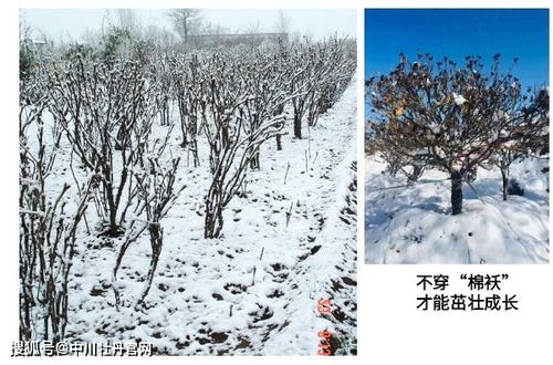 越冬防护：关键时期