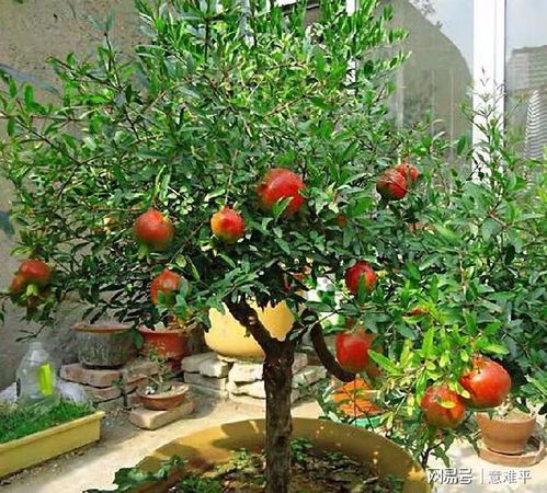 开花后来啊有窍门