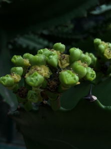 华南地区高温高湿天气下常见花植物的生存之道