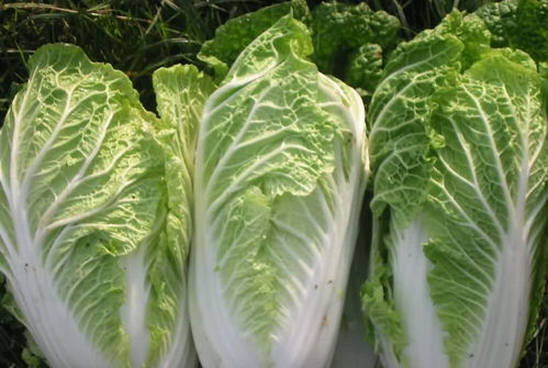 白菜病虫害， 了解一下