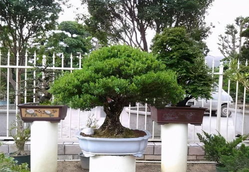 罗汉松的神秘魅力