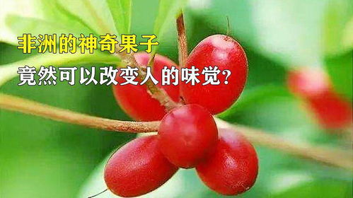 洛神花果子，养生功效竟如此神奇