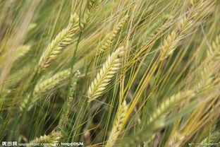 小麦草/大麦草：真正的三天速成班尖子生！