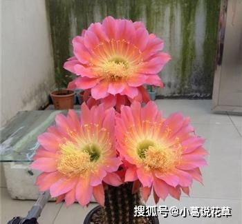 北方非洲菊地栽过冬，困难重重，怎么办？低成本养护大揭秘！