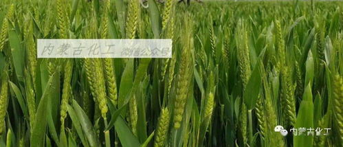 小麦苗期巧选农药防治纹枯病