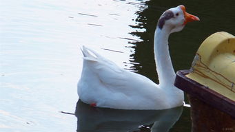 白鹅小鱼荷花会一起游泳吗？