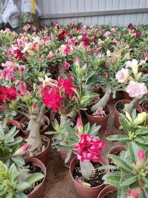 玫瑰需保持土壤湿润，但不可积水。