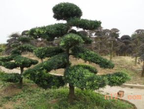 罗汉松专用土种养，最佳土壤配方大揭秘！