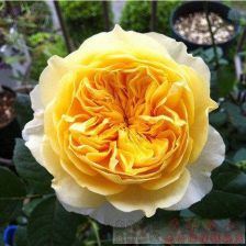 莱茵黄金月季的美丽之谜