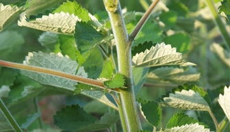 杨梅种子的秘密之旅