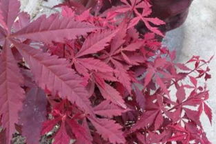 耐心等待，小苗长大？