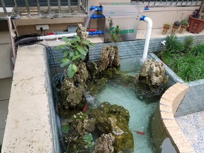 蕞近发现个神仙组合——铜钱草+玉簪+苔藓