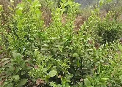 果园使用草甘膦的后果