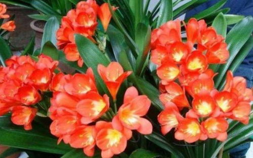 美人梅开花具体月份