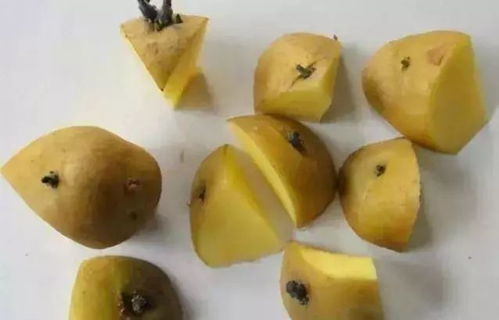 芒果籽如何处理才能发芽？是直接埋土里还是需要特殊处理