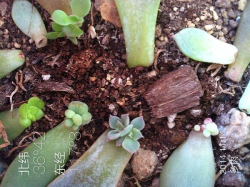 探究波露植物侧芽扦插方法，分析其成活率及影响因素