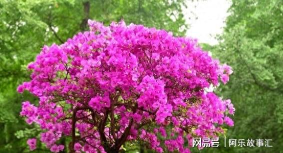 凌霄花：冬天的落叶