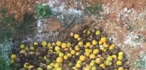 阿维菌素：土壤中害虫的克星？