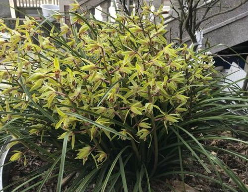 绿萝施肥用有机肥？老花匠教你几招