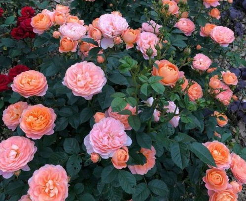 夏日北方花坛的点睛之笔