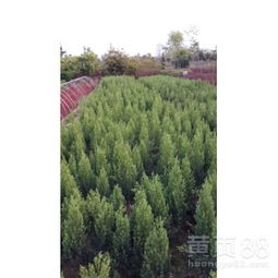 塔柏的病虫害防治