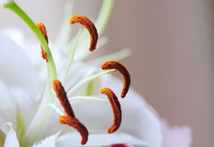 百合花蕊为何会滴答？