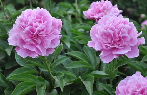 山东的牡丹传奇