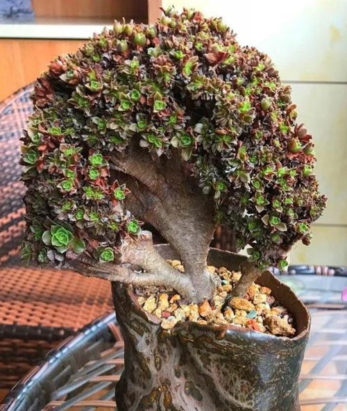 一盆大盆富贵树多少钱