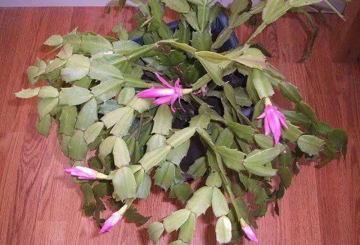 误区一：种子不发芽， 全怪土壤不好