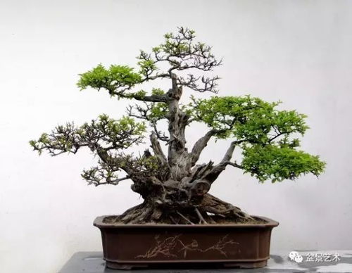 一、 树桩根部检查 - 确定枯萎原因