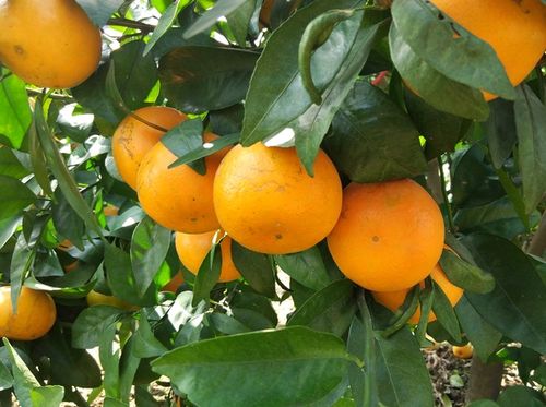 喷了药，真的有效吗