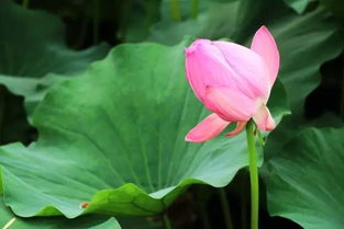 种植前的准备工作