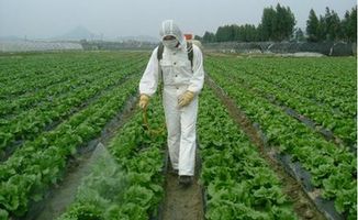 防腐木花箱：平安还是凶险？