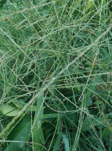 熟土不长草， 营养没得要