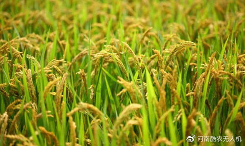 江西省林业局扶持油茶种植！每亩补贴1000元，助您绿色增收！