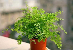 3. 空气凤梨（桌面治愈系）