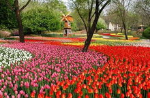 玫瑰月季的绚烂